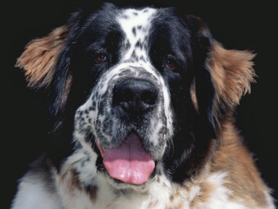 St.Bernard, Usa by Lynn M. Stone Pricing Limited Edition Print image