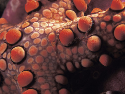 Detail Of Starfish Skin (Nardoa Sp) Indo-Pacific by Jurgen Freund Pricing Limited Edition Print image