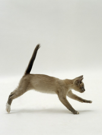 Domestic Cat, Kitten Running Profile by Jane Burton Pricing Limited Edition Print image