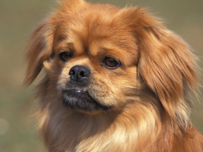 Tibetan Spaniel Portrait by Adriano Bacchella Pricing Limited Edition Print image