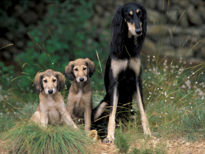 Saluki Sitting Up With Two Puppies by Adriano Bacchella Pricing Limited Edition Print image
