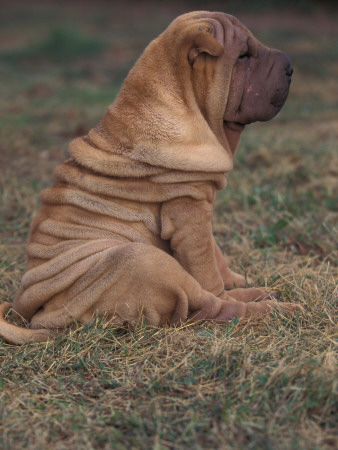 Shar Pei Puppy Sitting On Grass, Showing Skin Wrinkling On Back by Adriano Bacchella Pricing Limited Edition Print image