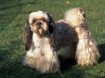 Shih Tzu Standing On Grass With Short Facial Hair And Showing Long Hair On Legs by Adriano Bacchella Pricing Limited Edition Print image