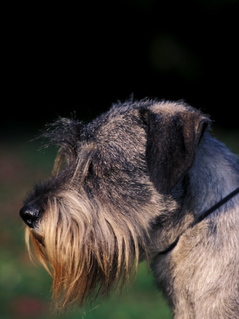 Miniature Schnauzer Profile by Adriano Bacchella Pricing Limited Edition Print image