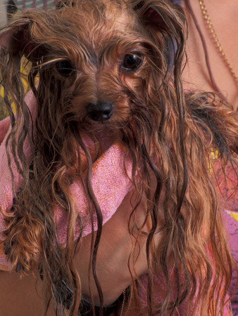 Wet Yorkshire Terrier Wrapped In A Towel by Adriano Bacchella Pricing Limited Edition Print image