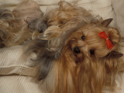 Yorkshire Terrier Lying On Its Back With Hair Tied Up And Very Long Hair by Adriano Bacchella Pricing Limited Edition Print image