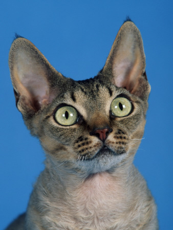 Head Of Devon Rex Cat by Petra Wegner Pricing Limited Edition Print image
