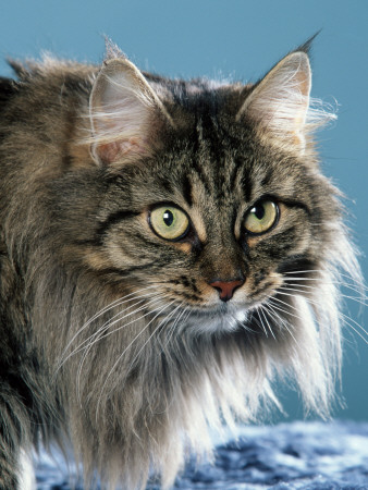 Head Of Norwegian Forest Cat by Petra Wegner Pricing Limited Edition Print image