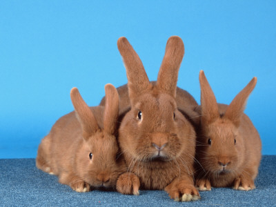 Domestic Rabbit With Young by Petra Wegner Pricing Limited Edition Print image