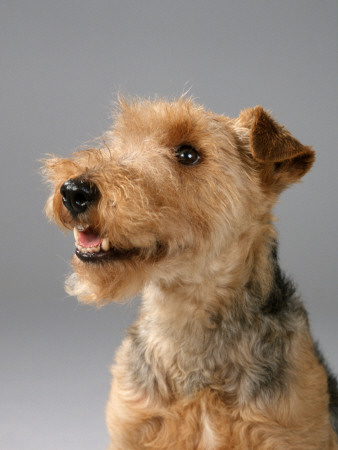 Welsh Terrier by Petra Wegner Pricing Limited Edition Print image