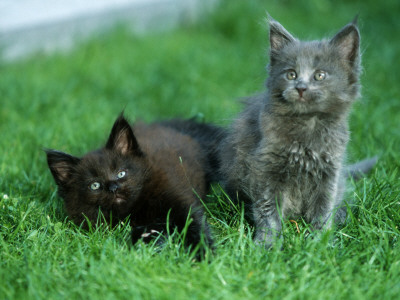 Two Maine Coon Kittens by Petra Wegner Pricing Limited Edition Print image