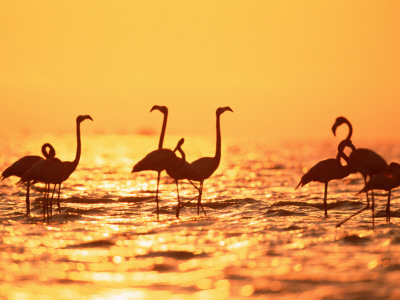 American Flamingos On Lake At Sunset, Yucatan, Mexico by Lucasseck Pricing Limited Edition Print image