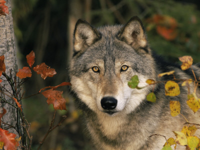 Grey Wolf Portrait, Usa by Lynn M. Stone Pricing Limited Edition Print image