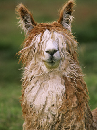 Alpaca Portrait, Altiplano, Bolivia by Pete Oxford Pricing Limited Edition Print image