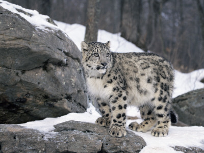 Juvenile Snow Leopard by Lynn M. Stone Pricing Limited Edition Print image