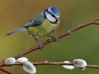 Blue Tit Perched Among Pussy Willow, West Sussex, England, Uk by Andy Sands Pricing Limited Edition Print image