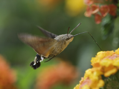 Hummingbird Hawk-Moth Adult In Flight Drinking Nectar From Lantana Flower, Switzerland by Rolf Nussbaumer Pricing Limited Edition Print image