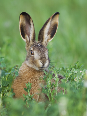 European Brown Hare Juvenile In Field, Lake Neusiedl, Austria by Rolf Nussbaumer Pricing Limited Edition Print image