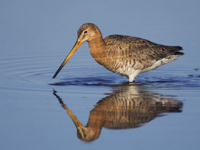 Black-Tailed Godwit Adult In Breeding Plumage Feeding, Lake Neusiedl, Austria by Rolf Nussbaumer Pricing Limited Edition Print image