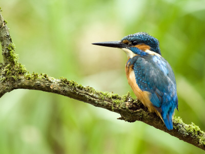 Common Kingfisher Perched On Mossy Branch, Hertfordshire, England, Uk by Andy Sands Pricing Limited Edition Print image