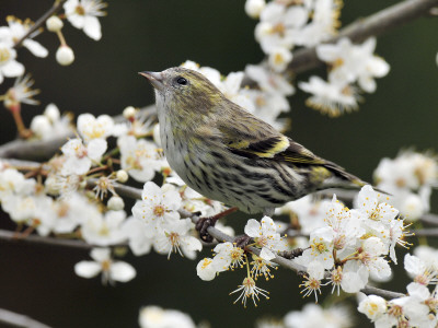 Female Siskin Amongst Blackthorn Blossom, Hertfordshire, England, Uk by Andy Sands Pricing Limited Edition Print image