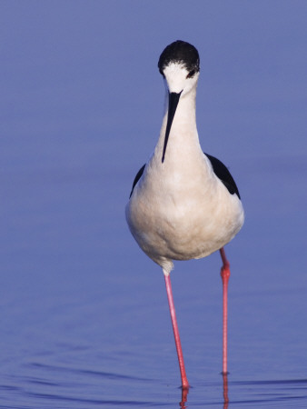 Black-Winged Stilt Adult Wading, Lake Neusiedl, Austria by Rolf Nussbaumer Pricing Limited Edition Print image