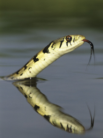 Checkered Garter Snake Adult Swimming, Rio Grande Valley, Texas, Usa by Rolf Nussbaumer Pricing Limited Edition Print image
