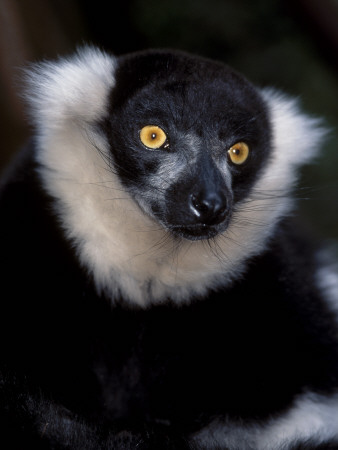 Black And White Ruffed Lemur. Shaldon Zoo, Uk by Tony Heald Pricing Limited Edition Print image