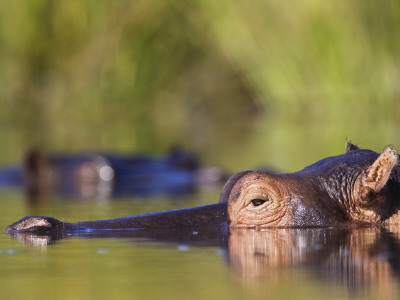 Hippopotamus Submerged In Water, Moremi Wildlife Reserve, Botswana by Tony Heald Pricing Limited Edition Print image