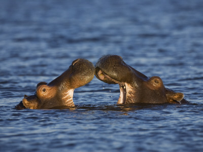 Two Hippopotamus Play Fighting, Chobe National Park, Botswana by Tony Heald Pricing Limited Edition Print image