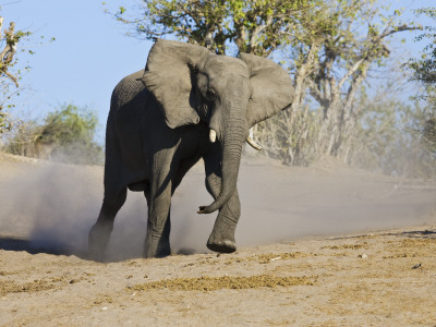 African Elephant Charging, Chobe National Park, Botswana by Tony Heald Pricing Limited Edition Print image