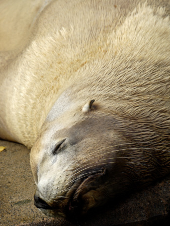 Steller Sealion Sunbathing, Johnstone Strait, Vancouver Island, British Columbia, Canada by Eric Baccega Pricing Limited Edition Print image