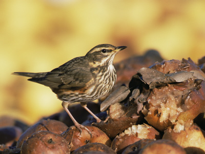 Redwing Feeding On Rotting Apples, Uk by Andy Sands Pricing Limited Edition Print image