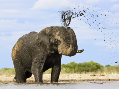 African Elephant Spraying Mud Over Its Body, Etosha Np, Namibia by Tony Heald Pricing Limited Edition Print image