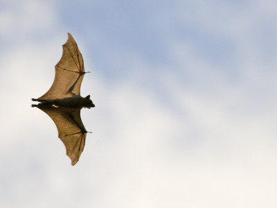Straw-Coloured Fruit Bat Flying, Kasanka National Park, Zambia, Africa by Mark Carwardine Pricing Limited Edition Print image