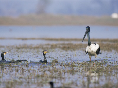 Black Necked Stork Male Mobbing Cormorants, Keoladeo Ghana Np, Bharatpur, Rajasthan, India by Jean-Pierre Zwaenepoel Pricing Limited Edition Print image