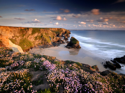 Bedruthan Steps On Cornish Coast, With Flowering Thrift, Cornwall, Uk by Ross Hoddinott Pricing Limited Edition Print image
