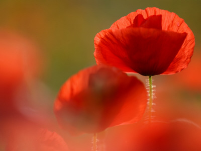 Common Poppy Flower, Cornwall, Uk by Ross Hoddinott Pricing Limited Edition Print image