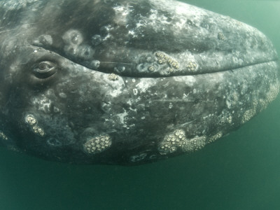 Grey Whale Calf Upside Down, San Ignacio Lagoon, Baja California, Mexico by Mark Carwardine Pricing Limited Edition Print image