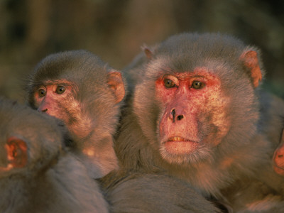 Rhesus Macaque Alpha Male With Juveniles, Keoladeo Ghana Np, Bharatpur, Rajasthan, India by Jean-Pierre Zwaenepoel Pricing Limited Edition Print image