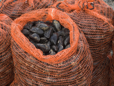 Common Mussels Freshly Harvested In Sacks, North Norfolk, England, Uk by Gary Smith Pricing Limited Edition Print image
