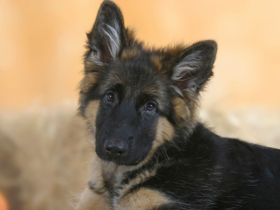 Domestic Dog, German Shepherd Alsatian Juvenile. 5 Months Old by Petra Wegner Pricing Limited Edition Print image