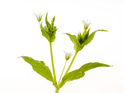 Wood Stitchwort In Bloom, Angus, Scotland, Uk by Niall Benvie Pricing Limited Edition Print image