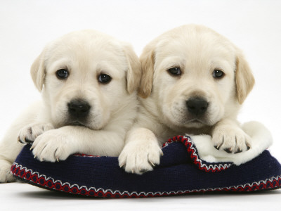 Two Yellow Goldidor Retriever Pups Lying On A Slipper by Jane Burton Pricing Limited Edition Print image