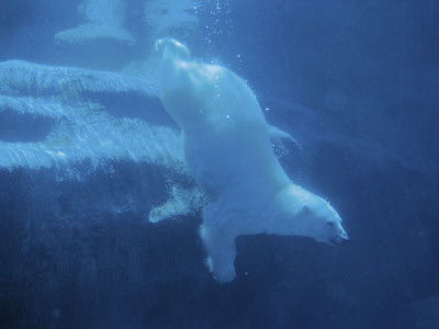 Polar Bear Female In Water, St Felicien Zoo, Quebec, Canada by Eric Baccega Pricing Limited Edition Print image