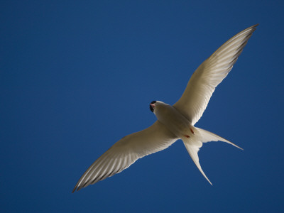 Arctic Tern In Flight, Snafelsness Peninsula, West Iceland by Inaki Relanzon Pricing Limited Edition Print image