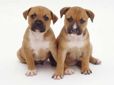 Two Red Staffordshire Bull Terrier Puppies, 6 Weeks Old, Sitting Together by Jane Burton Pricing Limited Edition Print image