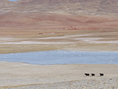 Wild Yaks Beside A Lake In The Chang Tang Nature Reserve Of Central Tibet., December 2006 by George Chan Pricing Limited Edition Print image