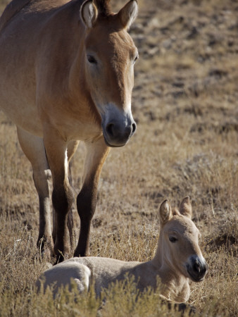 Przewalski's Horses In Kalamaili National Park, Xinjiang Province, North-West China, September 2006 by George Chan Pricing Limited Edition Print image