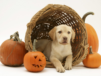 Yellow Labrador Retriever Pup Lying In Wicker Basket And Pumpkins At Halloween by Jane Burton Pricing Limited Edition Print image